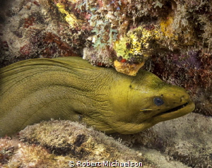 Green Moray at Monte's Divi dive site Bonaire by Robert Michaelson 